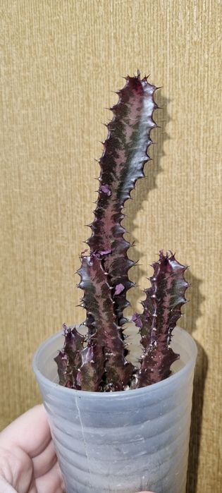 Продам эуфорбию Euphorbia Trigona Rubra