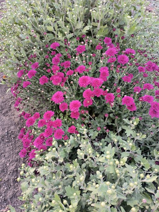 Хризантема мультифлора