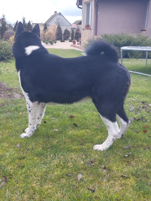 Akita amerykańska-dorosły pies