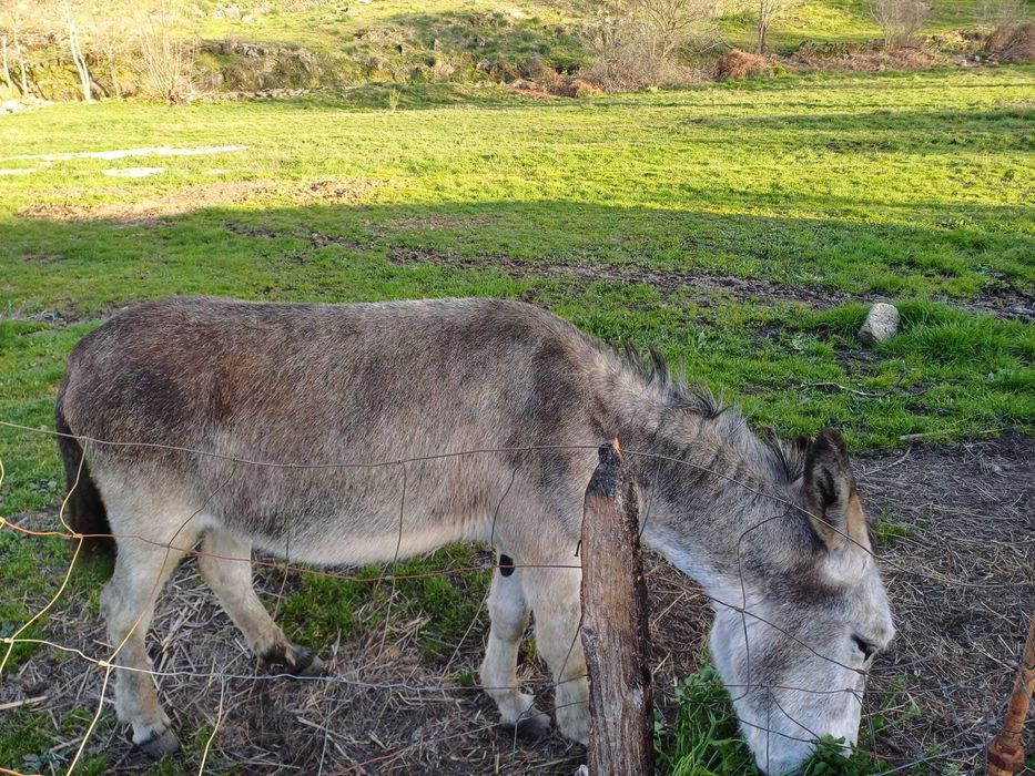 Burro doméstico