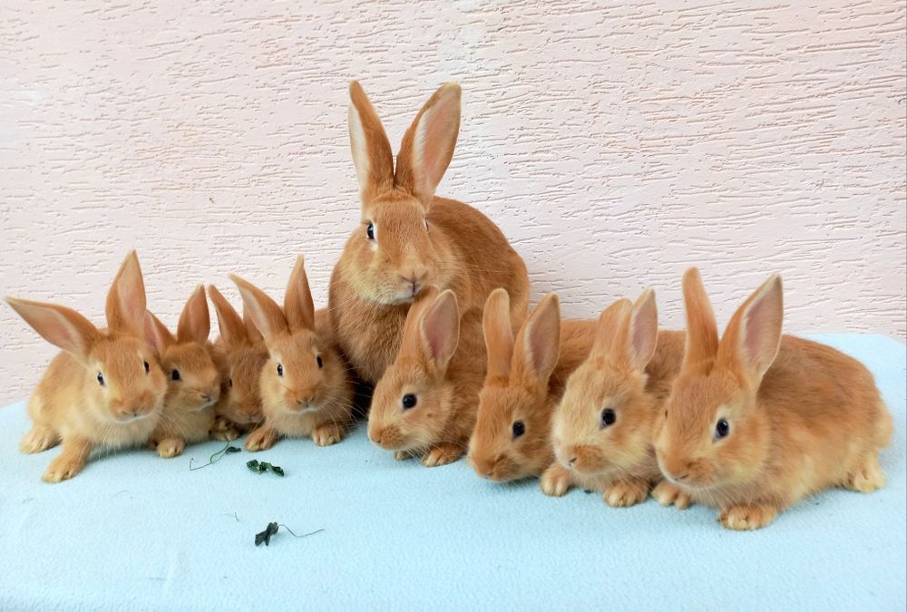 Продам кроликів бургундського породи