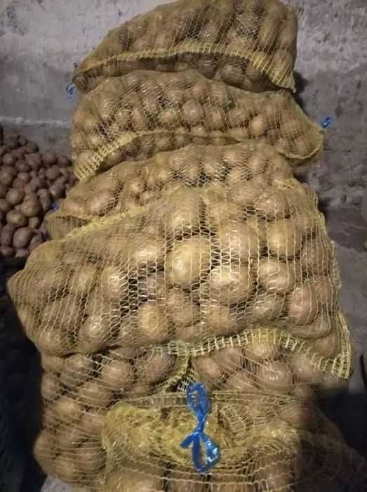 Sprzedam ziemniaki Vineta/ Denar