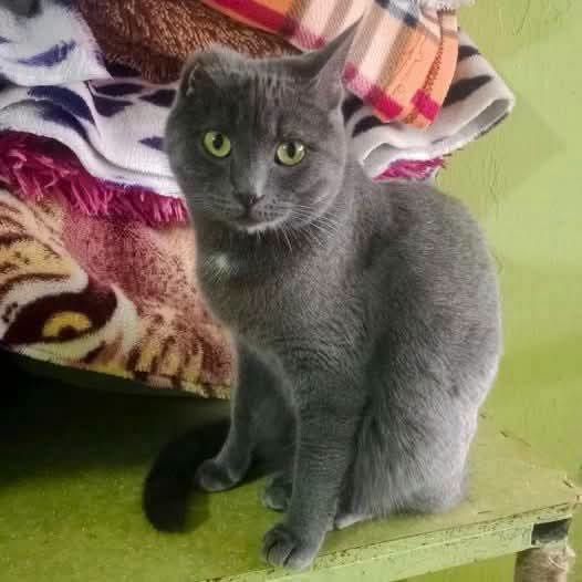 Молодой котик, очаровательный Смурфик