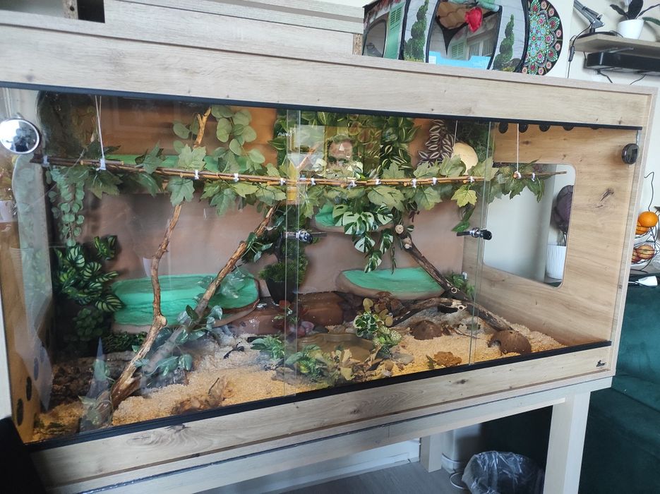 Duże terrarium z wężem