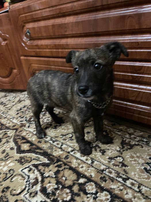 Собачка дівчина. 4 місяці. Дуже хоче жити в хаті.