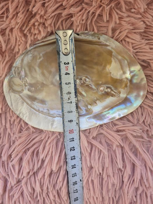 Натуральная ракушка с жемчужинами