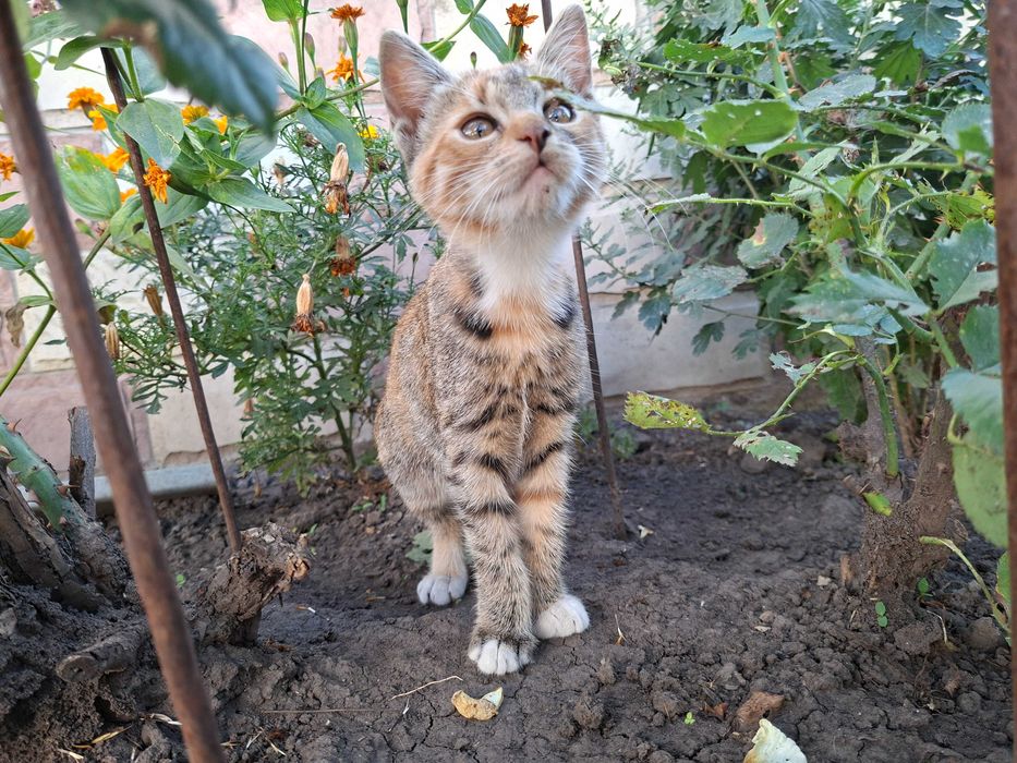 Віддам кошеня у добрі руки безкоштовно