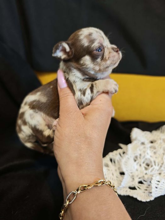 Chihuahua choco merle samiec