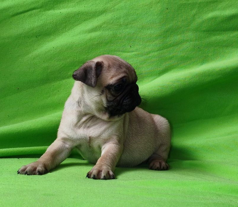 Pug carlin macho