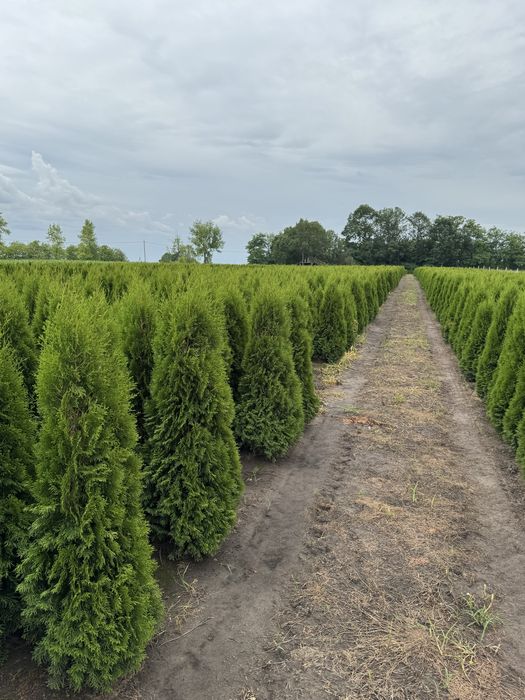 Gęsta Tuja Szmaragd 160-170cm Dostawa Sadzenie Producent