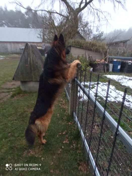 Owczarek niemiecki  długowłosy