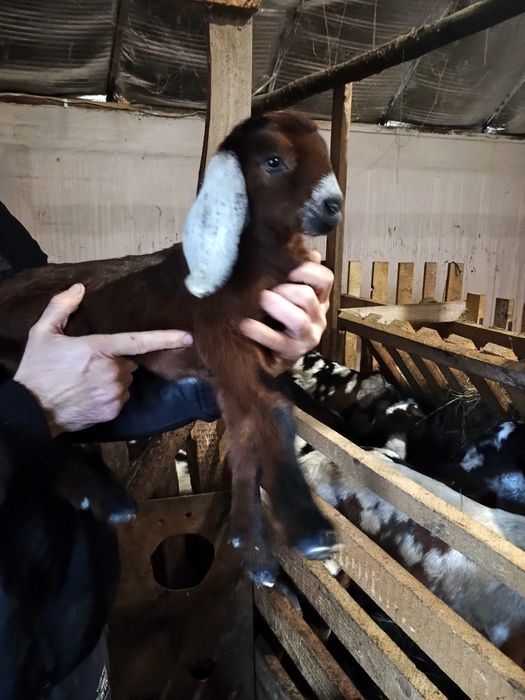 Англонубийськи козенята.