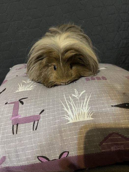 Морська свинка. Кавія