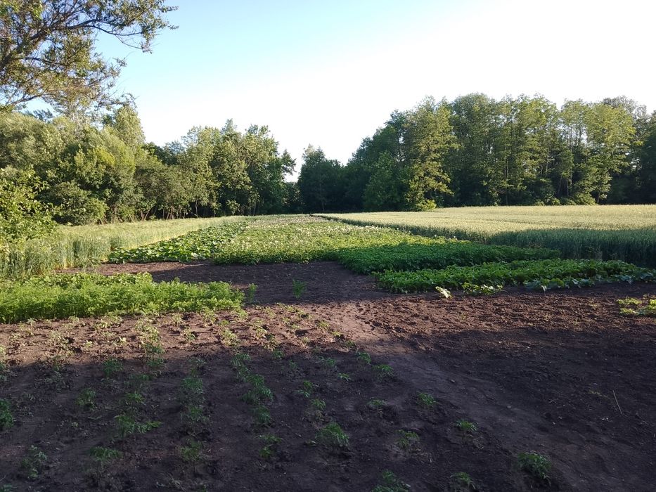 Продається будинок у селі Берестівка Липовецького району Вінницької об