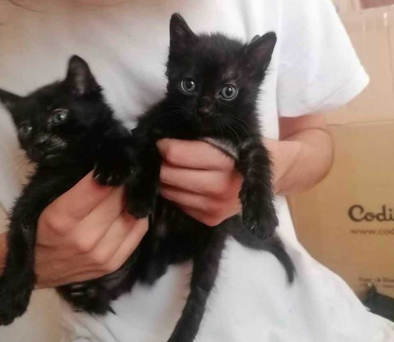 Gatinhos para adoção responsável
