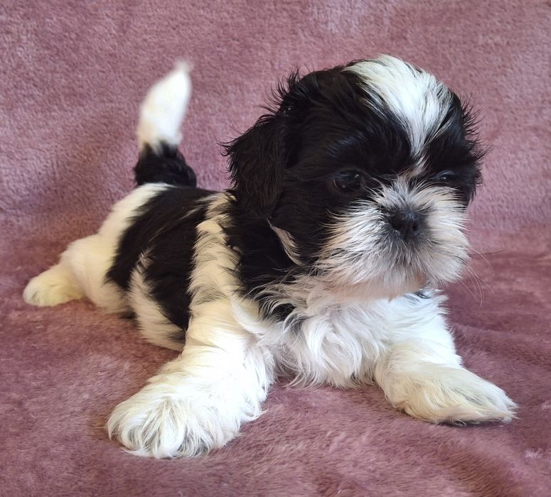 Piesek Shih Tzu rezerwacja