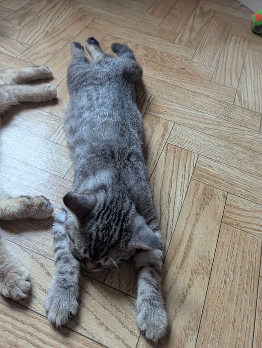 Продам кошеня хлопчик
