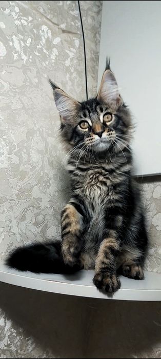 Мейн куна дiвчинка ваша мрiя яка  здiйсниться