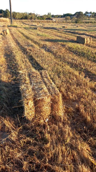 Fardos de feno espontâneo