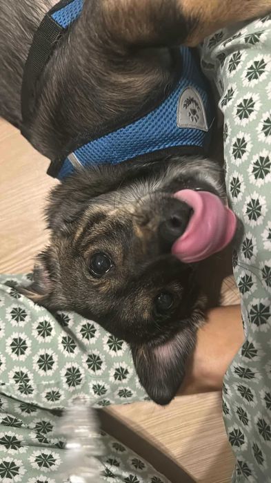 Doação responsável,macho canideo,desparasitação em dia,tem chip