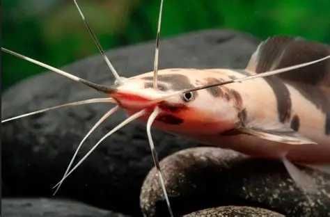 clarias ryba GRUBY KOCUR sklep zoologiczny rzeszów ul.Leska2