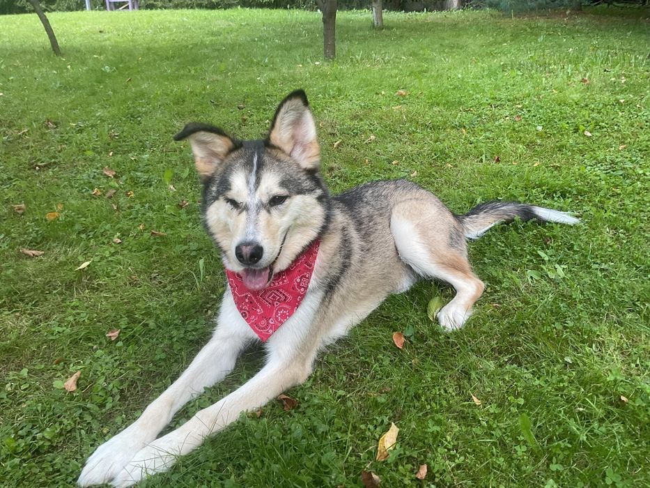 Pies piesek do adopcji