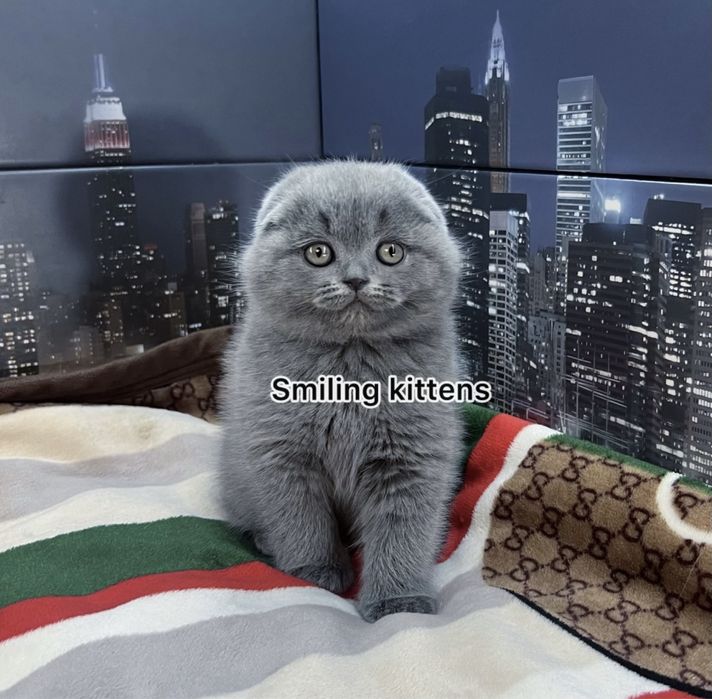 Кошенята живуть у нашому ДНК