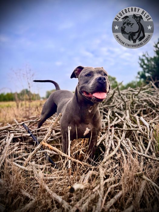 Zapowiedź miotu! American Staffordshire Terrier 2027 BLUE Champion