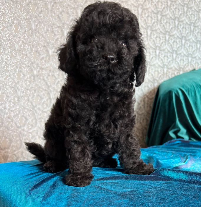 Той пудель мини мальчик