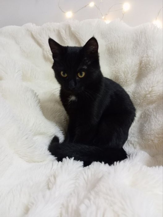 Кошеня шукає нову сім'ю