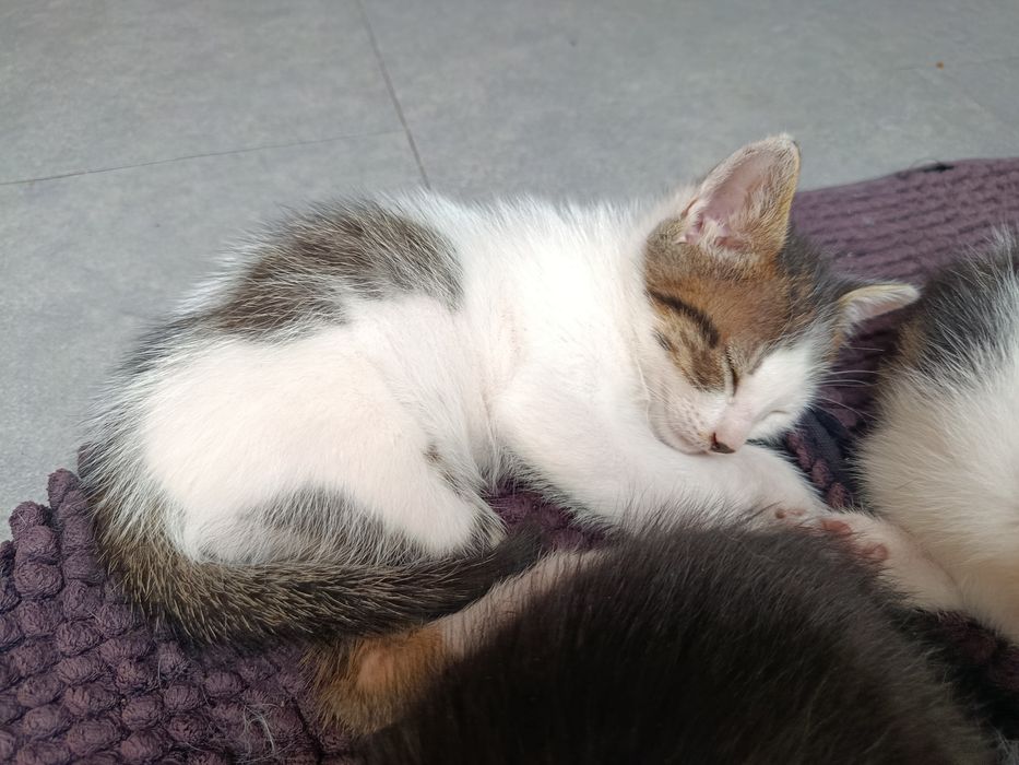 Gatos bebés para adoção responsável