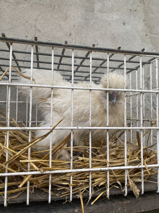 Sprzedam koguta silki