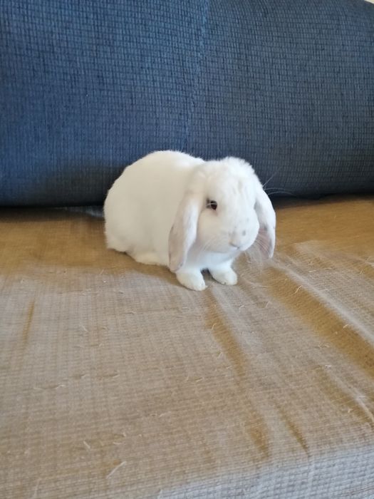 Króliki karzełki króliki miniaturki