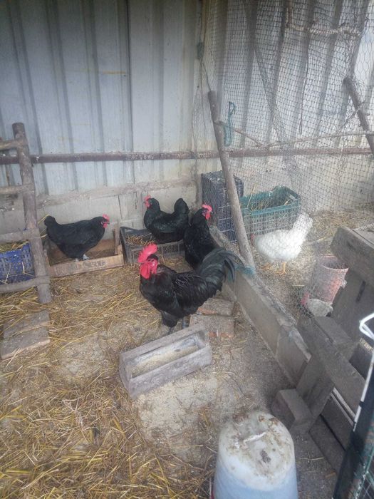 ovos férteis de galinhas de varias raças, pavões e patos por encomenda