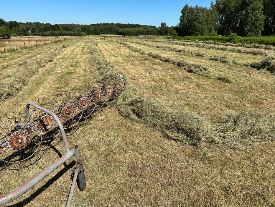 Siano 2025 kostki , kostka