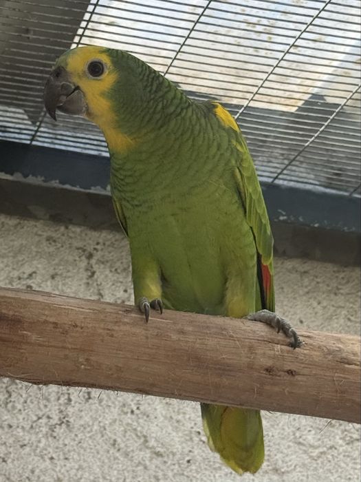 Amazona Aestiva Xanthopteryx