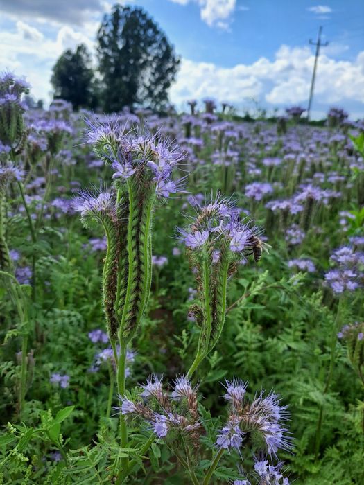 Facelja błękitna poplony