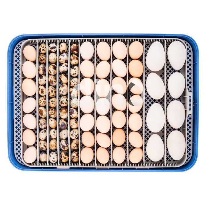 INKUBATOR automatyczny DINO PRO 70 jaj 12V 230V wylęgarka + AKCESORIA