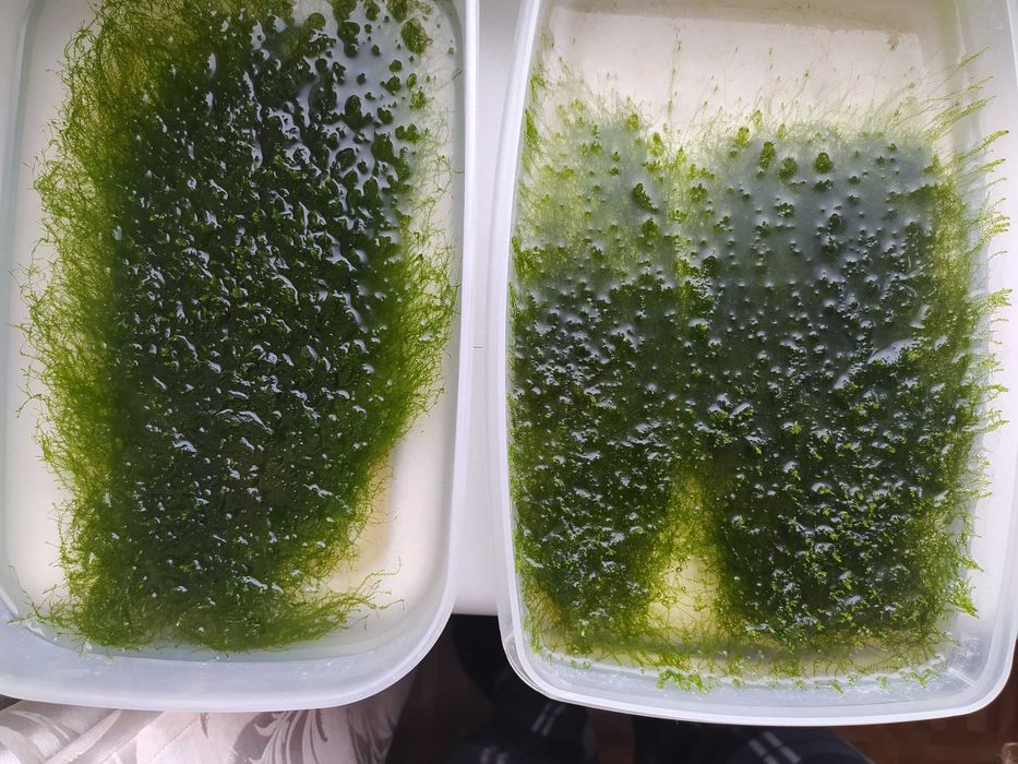 поделюсь мхом для аквариума (недорого)