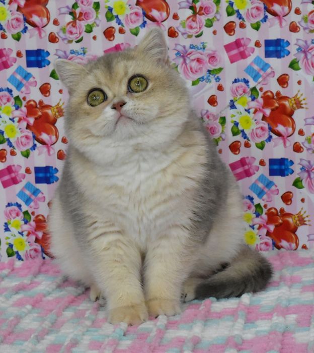 Голубое золото, золотая шиншилла, кошечка, продажа