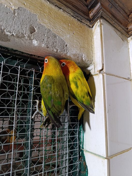 Casais de Agapórnis