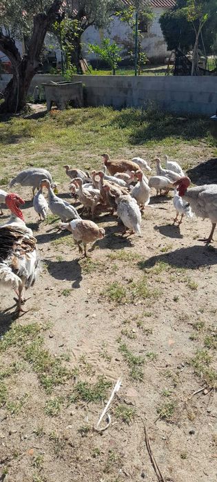 Galinhas de Angola/Fracas para venda