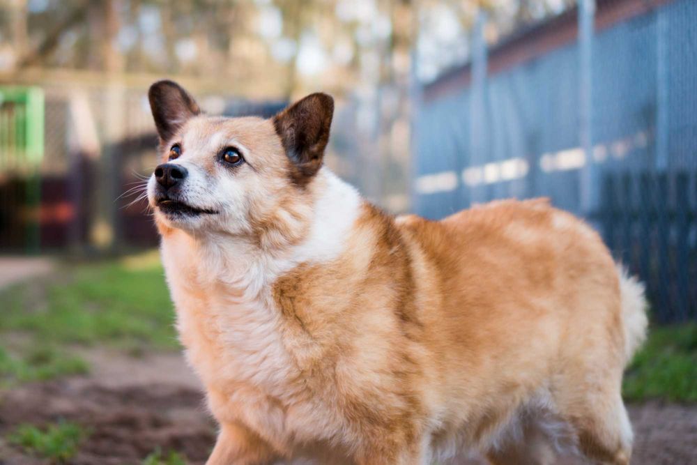 7 letni Bercik do adopcji!