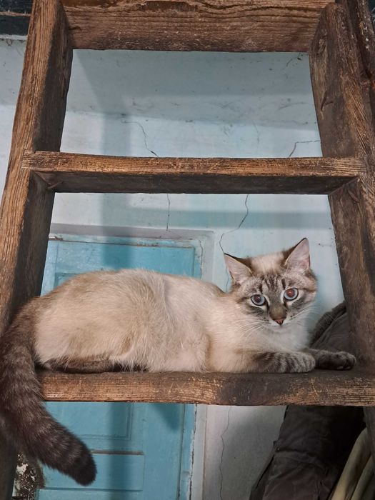 Віддам кошеня в добрі руки.