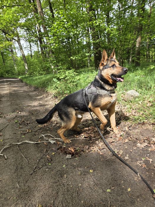 Zorro szuka domu