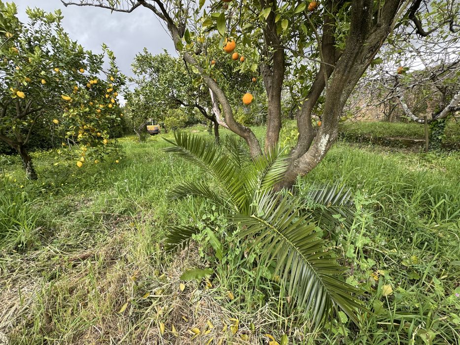 Palmeira Diversos Tamamhos