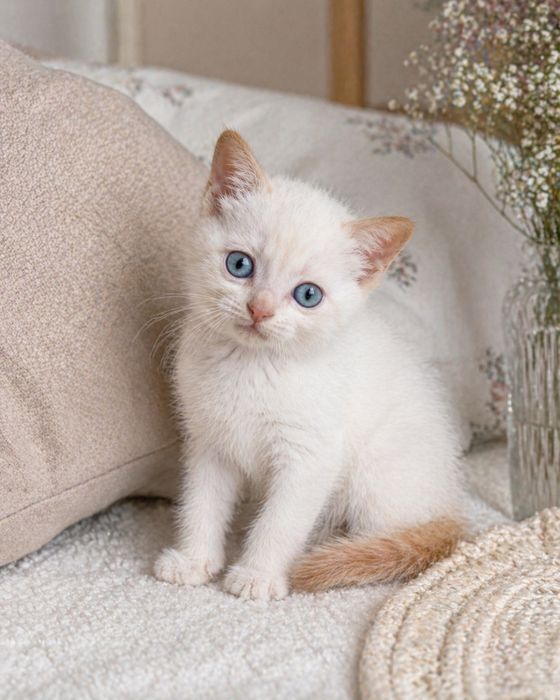 Тайский котенок red point