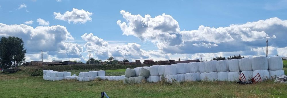 Sianokiszonka 80 sztuk tegoroczne sprzedam/zamienie na cielaki