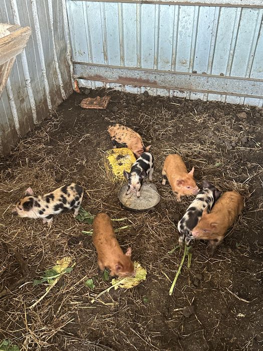 Porcos kunekune 1 mês e 20 dias