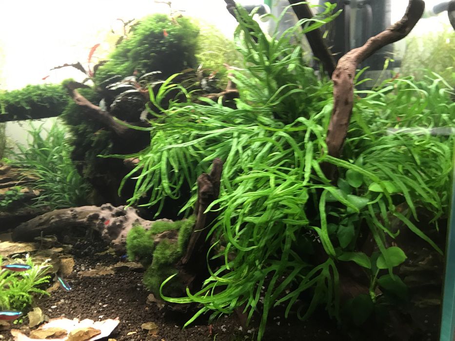 Plantas aquário, musgos e camarões